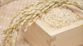 コシヒカリ玄米 コシヒカリ玄米